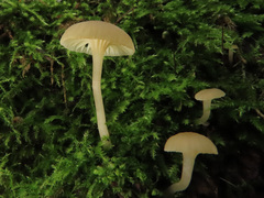 Chrysomphalina grossula