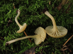 Chrysomphalina grossula