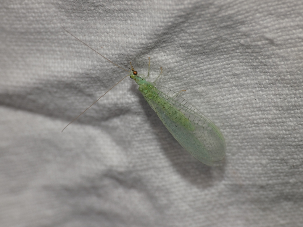Apertochrysa zelleri