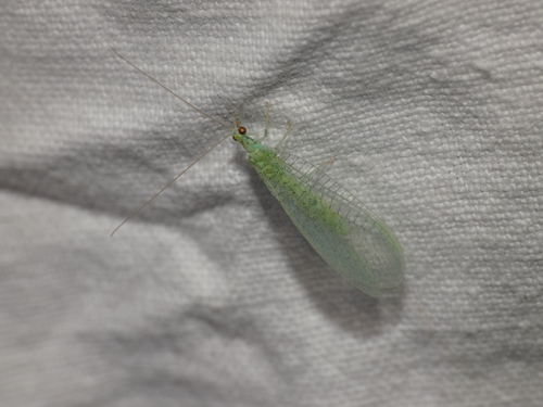 Apertochrysa zelleri