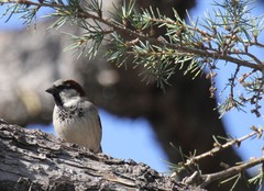 Passer domesticus