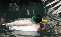Anas platyrhynchos