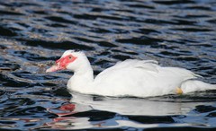 Cairina moschata domestica