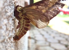 Citheronia phoronea