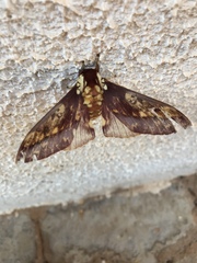 Citheronia phoronea