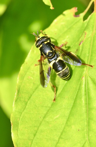 Four-lined Hornet Fly photo 3
