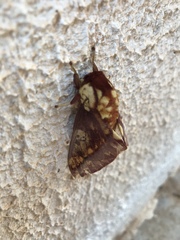 Citheronia phoronea