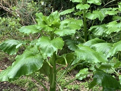 Cardiocrinum giganteum