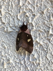 Dirphiopsis trisignata