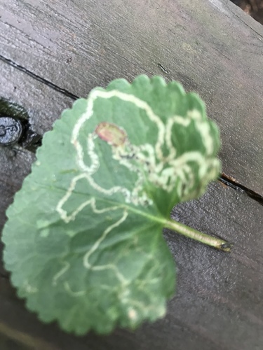 Phyllocnistis insignis