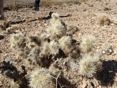 Cylindropuntia multigeniculata