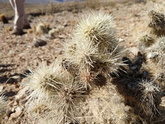 Cylindropuntia multigeniculata
