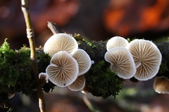 Crepidotus cesatii