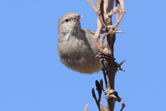 Eremomela icteropygialis