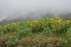 Thermopsis alpina