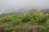 Thermopsis alpina - Photo (c) Aleksandr Naumenko, some rights reserved (CC BY-NC), uploaded by Aleksandr Naumenko