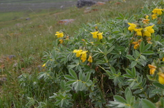 Thermopsis alpina