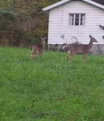 Odocoileus virginianus virginianus