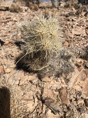 Cylindropuntia multigeniculata
