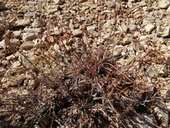 Eriogonum fasciculatum polifolium
