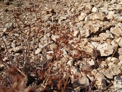Eriogonum fasciculatum polifolium