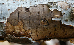 Diatrype decorticata