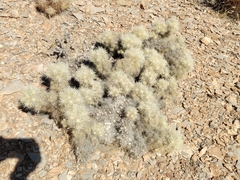 Cylindropuntia multigeniculata