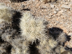 Cylindropuntia multigeniculata