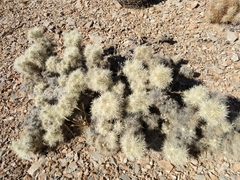 Cylindropuntia multigeniculata
