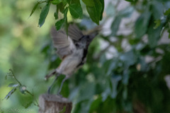 Sakesphorus canadensis