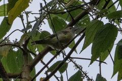 Vireo leucophrys
