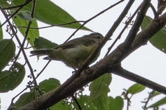 Vireo leucophrys