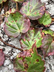 Phyllosticta ampelicida