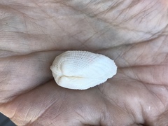 Acar plicata