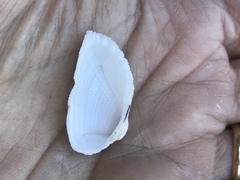 Acar plicata