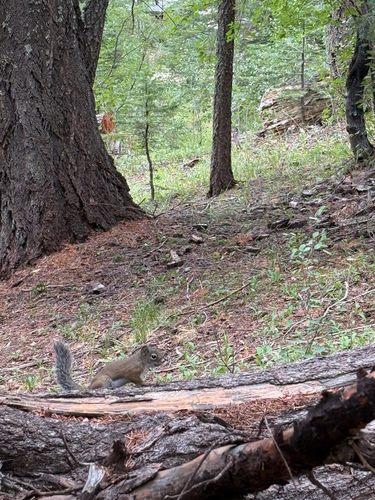 Mount Graham red squirrel