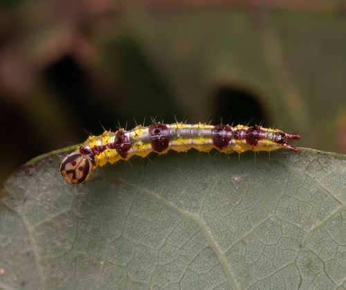 Variable Oakleaf Caterpillar Moth photo 6