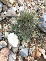 Dactylis glomerata hispanica