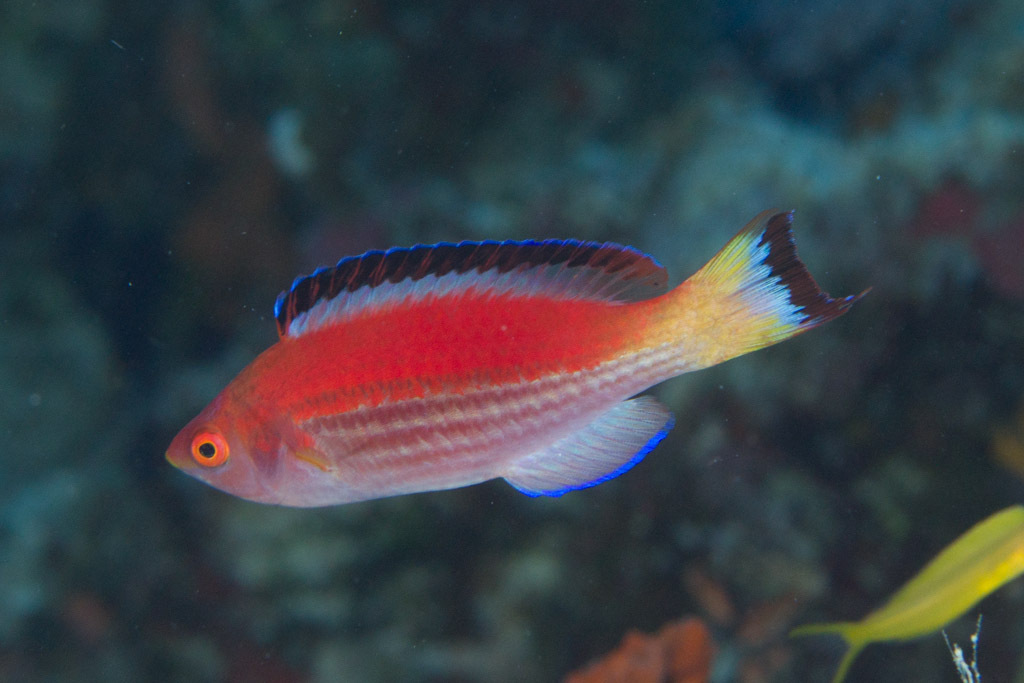 Marjorie's Wrasse