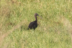 Plegadis falcinellus