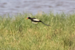 Jacana jacana
