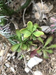 Iberis semperflorens