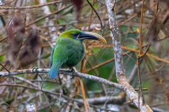 Aulacorhynchus sulcatus