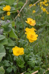 Trollius dschungaricus
