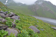 Trollius dschungaricus