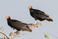 Cathartes burrovianus