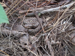 Crotalus armstrongi