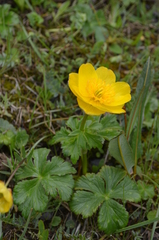 Trollius dschungaricus