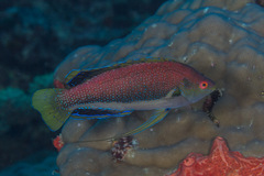 Cirrhilabrus punctatus