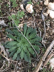 Plantago macrorhiza